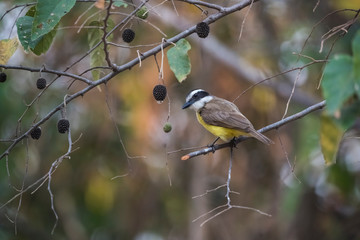 Obraz premium Great Kiskadee, Pantanal, Brazylia