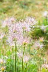 pulsatilla - wild hairy flower close-up