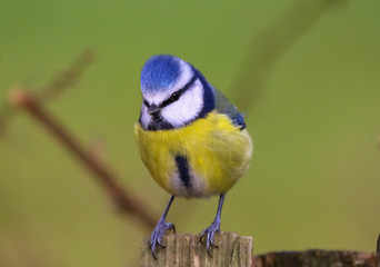 blue tit