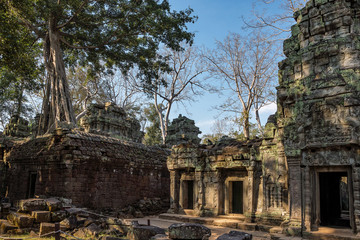 Fototapeta premium The ancient temple of Ta Prohm , Angkor , Cambodia