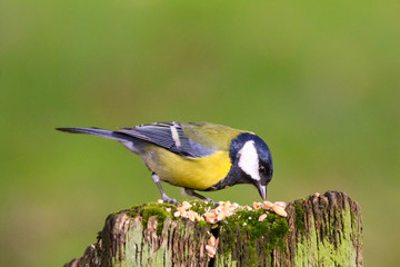 great tit