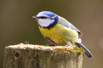 blue tit