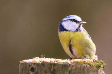 blue tit