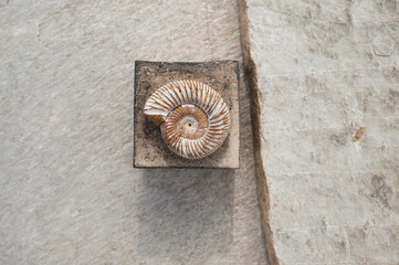 Fossil And Square 