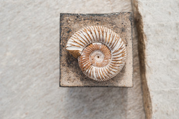 Fossil And Square 