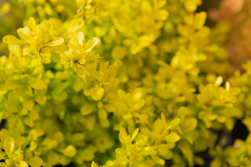 barberry branches with yellow leaves close up, landscape design, gardening