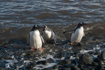Naklejka premium Gentoo Penguin, Antartica