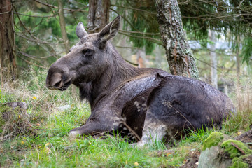 elk laying in a forest in sweden