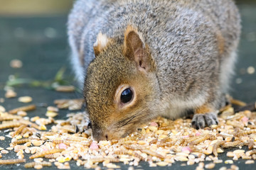 grey squirrel