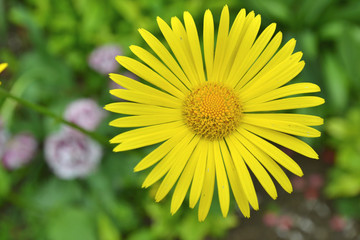 Close up picture if yellow flower on the green background in the garden as spring summer period wallpaper concept with nature herb plant  with blooming chamomile and copy space 