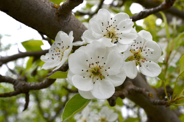 Close up picture of blooming cherry tree in spring time on the branches and green background as nature blooming herbs wallpaper and floral pattern with leaves beauty of our plants