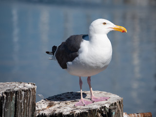 seagull on beach