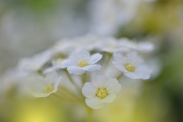 White Spring Flowers on Old Vintage Background.Beautiful Green Nature Wallpaper.Web Banner for design.Art photography.Artistic Floral Background.Creative,copy space.