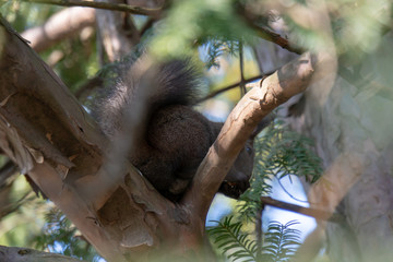 Eichhörnchen am Baum 