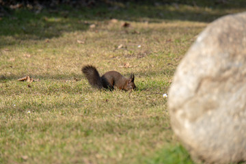 Eichhörnchen am Boden sucht nach essen
