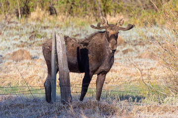 Shiras Moose in Colorado. Shiras are the smallest species of Moose in North America