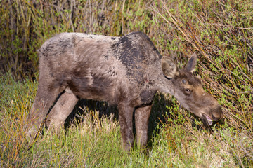 Shiras Moose in Colorado. Shiras are the smallest species of Moose in North America