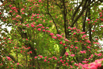 Blooming hawthorn scarlet flowers, the sort of "Paul Scarlet"