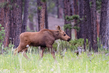 Shiras Moose in Colorado. Shiras are the smallest species of Moose in North America