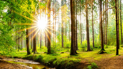 Beautiful forest in spring with bright sun shining through the trees
