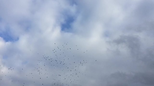  A flock of crows circling in the sky against the backdrop of clouds at sunset