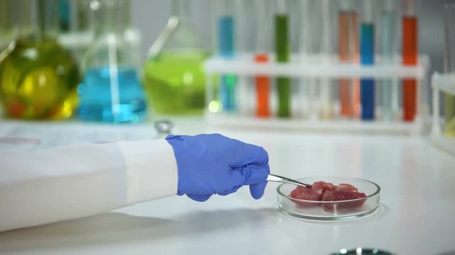 Researcher analyzing meat sample with magnifying glass, helminthes check-up