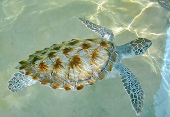Large Sea Turtle