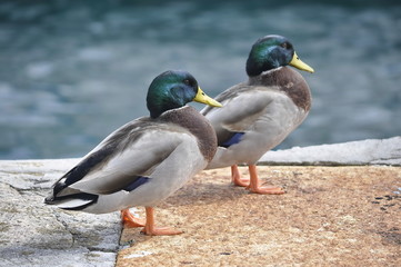 Ducks on Waterfront in Bermuda