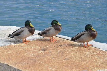 Ducks on Waterfront in Bermuda
