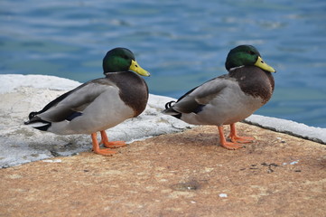 Ducks on Waterfront in Bermuda