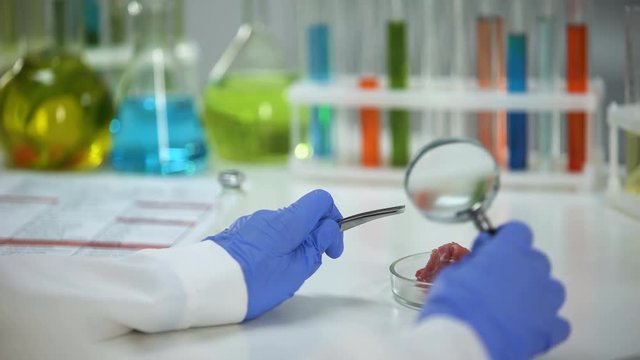 Veterinarian looking at meat sample though magnifying glass, product quality