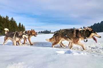 Siberian Husky dogs outdoors, Portrait of a husky dogs participating in the Dog Sled Racing Contest