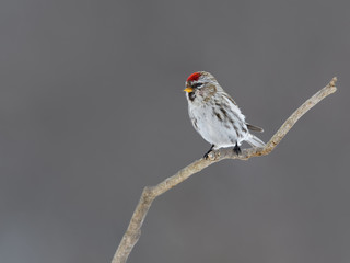 Common Redpoll in Winter