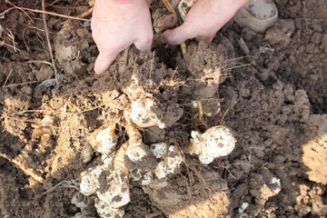 Jerusalem artichokes