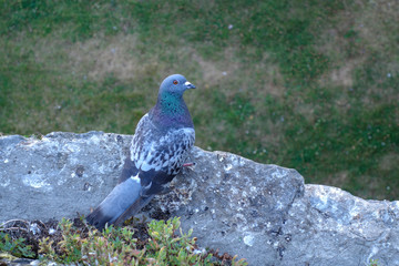 pigeon sur une corniche en pierre