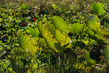 Flowers in Banteay Srei temple in Angkor, Cambodia