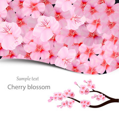 Pink cherry blossom isolated on white background. Spring composition with sakura and place for text. Vector illustration