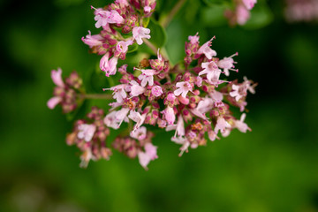 lilac flower in garden