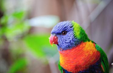 A beautifull colorful parrot head closeup shot . Selactive focus