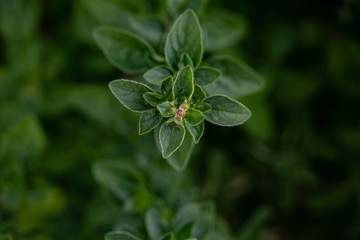 oregano in the garden