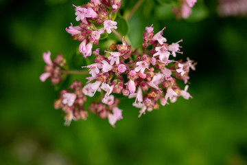 lilac flower