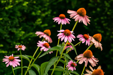 Fototapeta premium coneflowers in garden