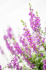 purple flowers on a white background