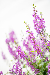purple flowers on a white background