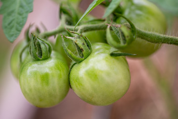 green tomatoes on the vine