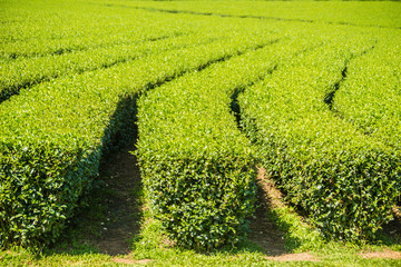 Rows of tea trees in the valley at Chinese tea farm. Beautiful green tea field in the valley under blue sky and white cloud. Peaceful mountainous landscapes with clear blue sky in the tea farm.