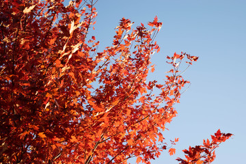 Red leafs