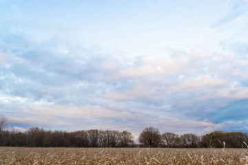 Corn Plantation Fields