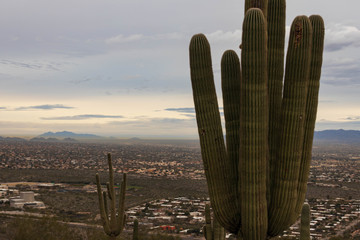 Large saguaro cactus overlooking sprawling town of Tucson at sunrise