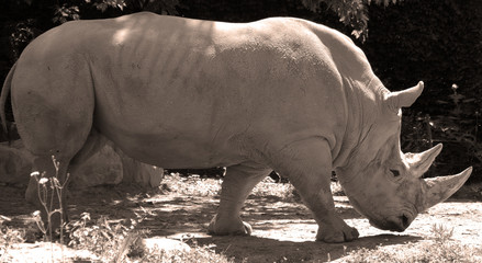The white rhinoceros or square-lipped rhinoceros is the largest extant species of rhinoceros.  It has a wide mouth used for grazing and is the most social of all rhino species © Daniel Meunier